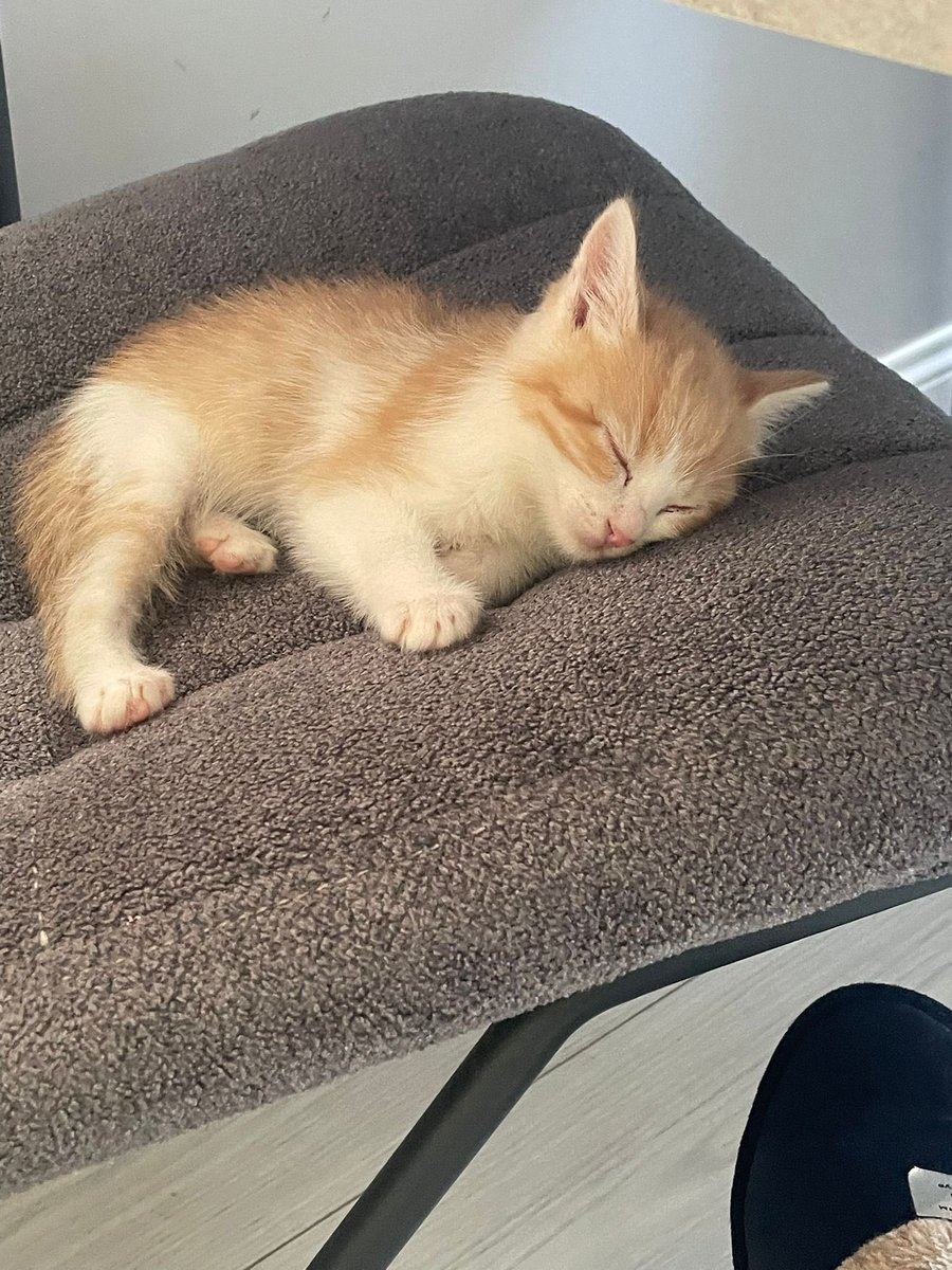 1 aylık bu tatlı bebeğe yuva aranıyor. Paylaşarak destek olur musunuz yuvasına kavuşmasına🥹
Konum: İstanbul
İletişim: +90 532 357 83 58