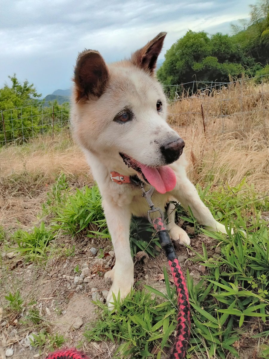十二月六日 めっしーくんの一周忌となります。 最愛の相棒を亡くしては