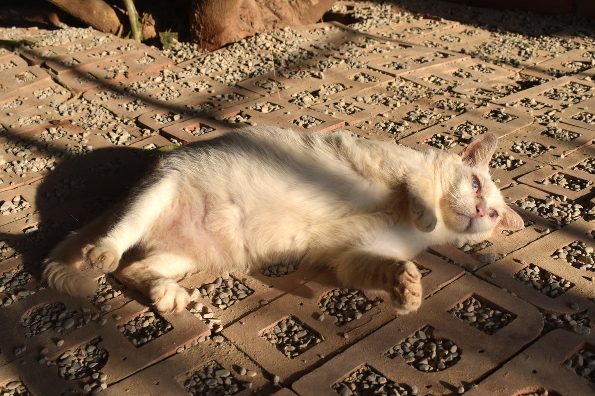 NESS en adopción 😍
📍Sueca, València

Guapo gato blanco con una pequeña calcificación en la córnea, pero ve bien y hace vida normal. Cariñoso y tranquilo, busca un hogar que lo quiera 🏡❤️

📌 Protocolo de adopción: bit.ly/ProtocoloAdopc…
📲 WhatsApp (solo mensajes): 621260314