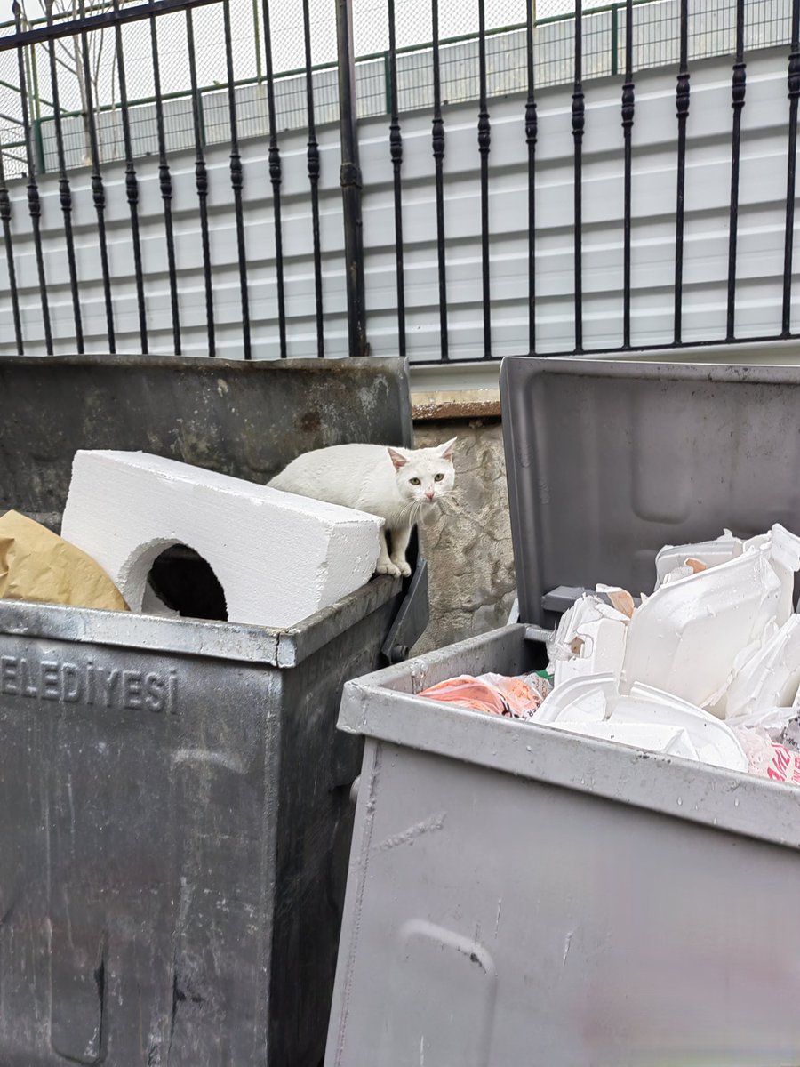 Çöp üstünde "kültürel miras" olarak adlandırılan Van Kedisi kırması. Arkadaşlarımızın yavrulattığı cins kedileri sahiplenme adı altında mama karşılığı satın almaya devam mı?