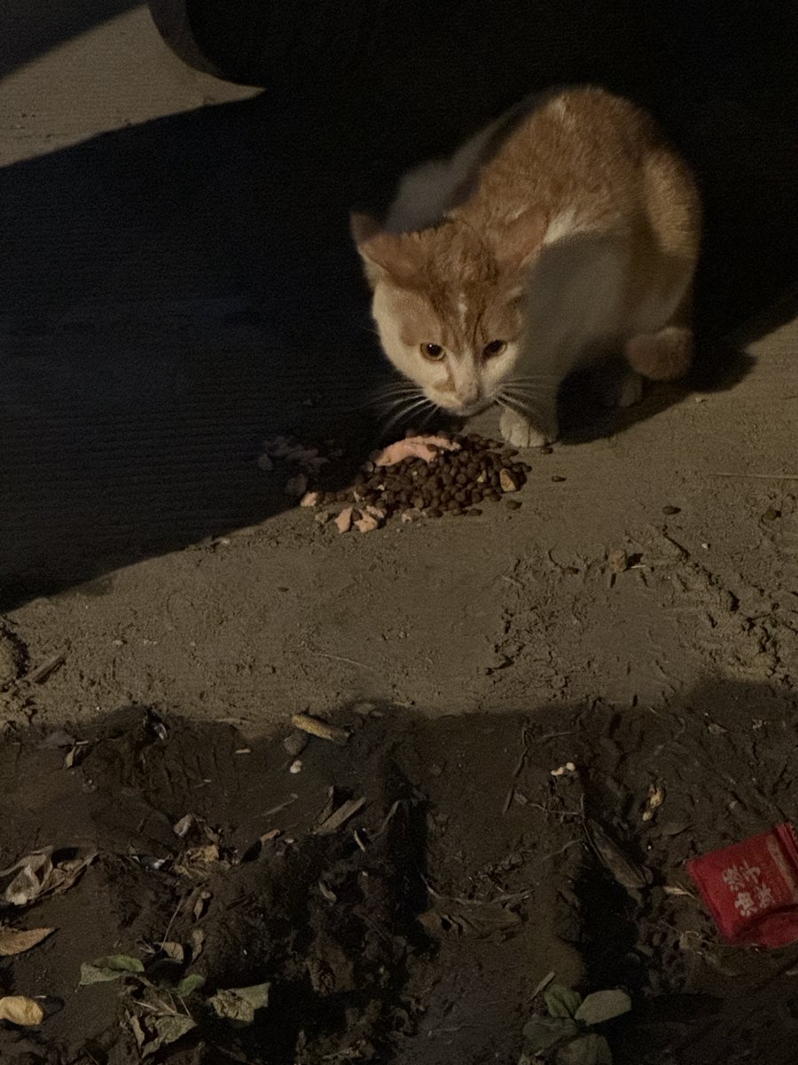 Freedom_987321's tweet photo. #流浪猫 夜宵为三根猫条➕一把猫粮 https://t.co/iRbIvZQEI6
