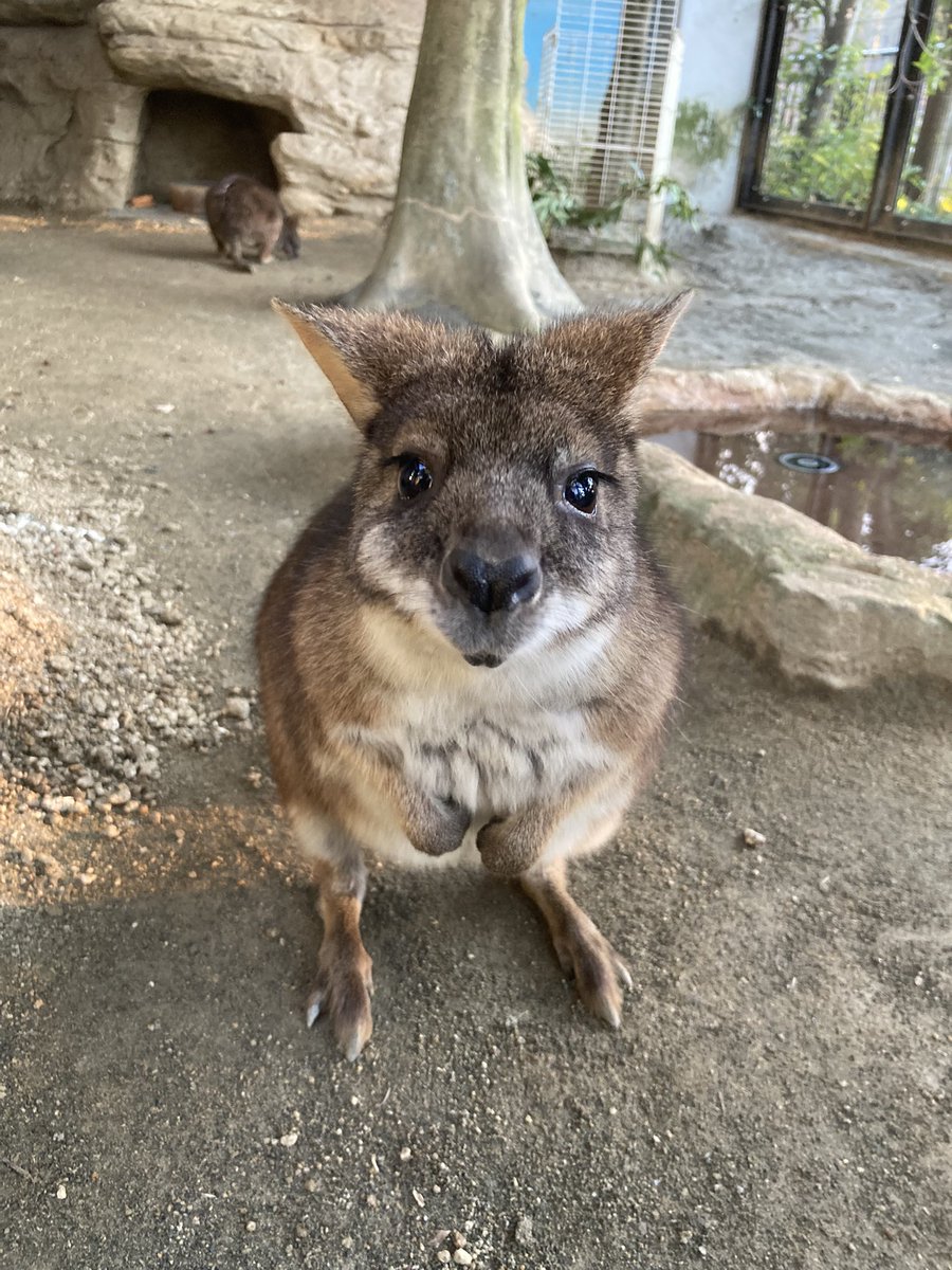 FukuyamaZoo's tweet photo. お掃除監督し隊
#コスモス さん

#福山市立動物園 #パルマワラビー https://t.co/qcQEi2G4Cs