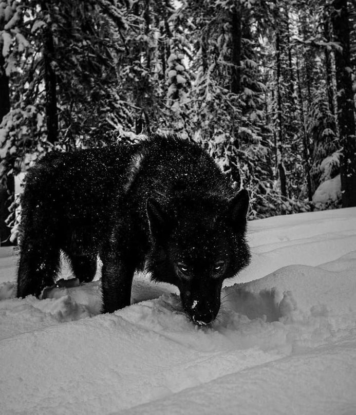 REX (@rexchillect) on Twitter photo 