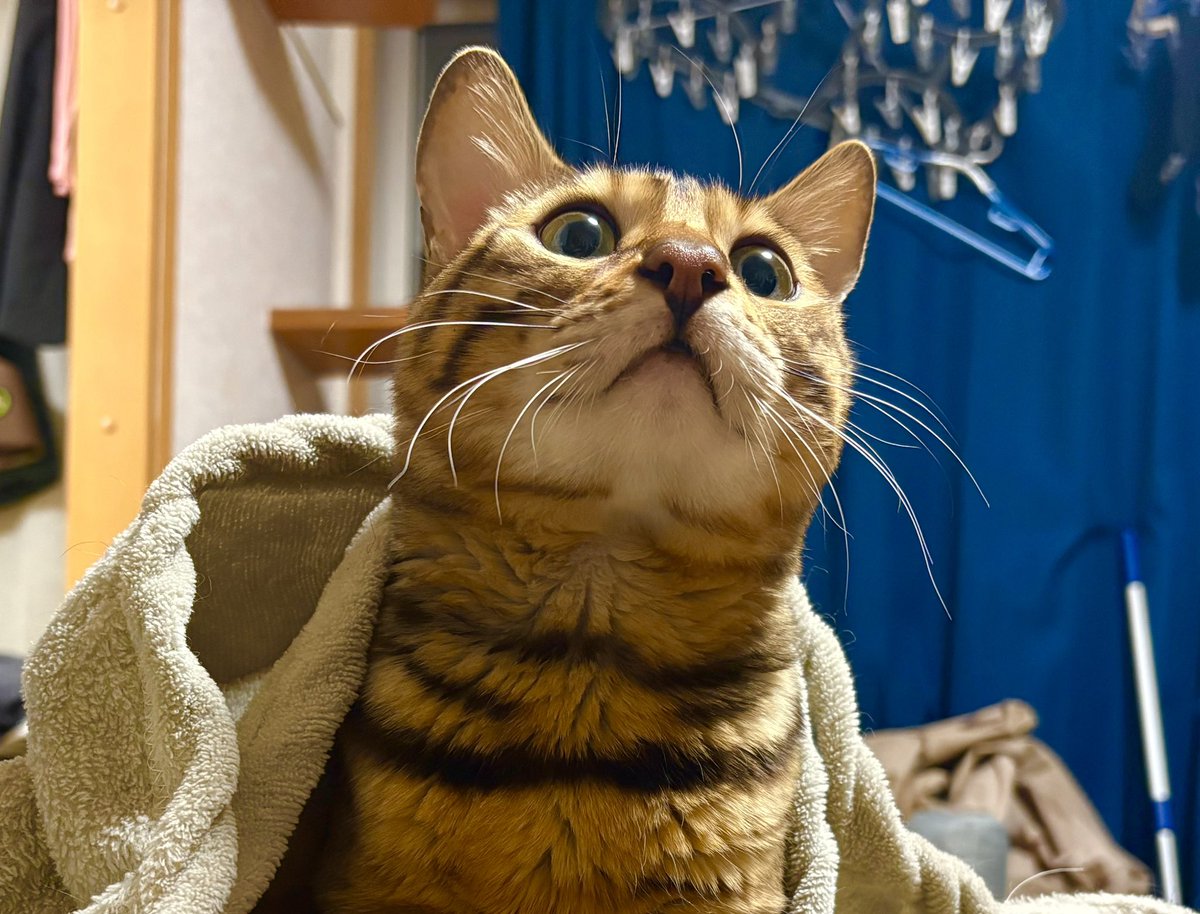 ﾆｬﾝｵｽ 𓃠 ﾋｻｼﾌﾞﾘ 𓃠 ｽｸﾞﾋｻﾞﾉﾙﾈ 𓃠 ﾝﾌ