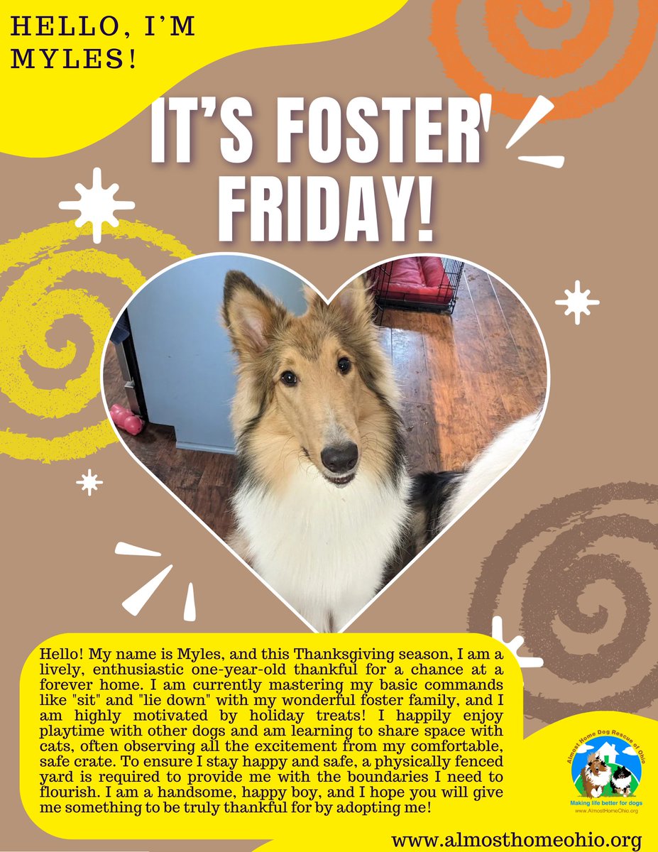 It's a bonus #FosterFriday (aka I was so busy last Friday that I forgot, please forgive me 🥺)!

Myles is a very playful boy who is doing an exceptional job learning commands with the help of his favorite thing: TREATS! 

#Adoptable #AdoptableDog #Collie