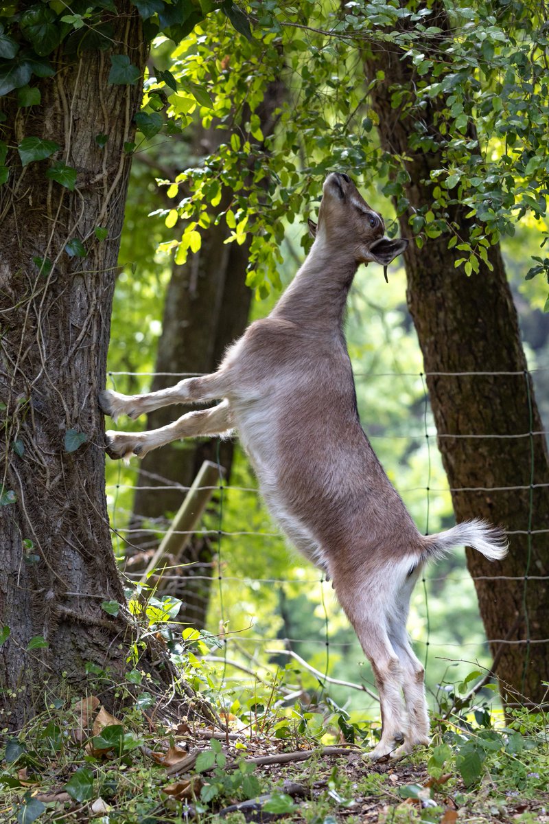 udeconcepcion's tweet image. #MiradaUdeC a la Brigada Caprina, que retoma por segundo año su trabajo de pastoreo estratégico, reduciendo la biomasa en zonas de riesgo de incendio forestal y fortaleciendo la prevención sin afectar el ecosistema