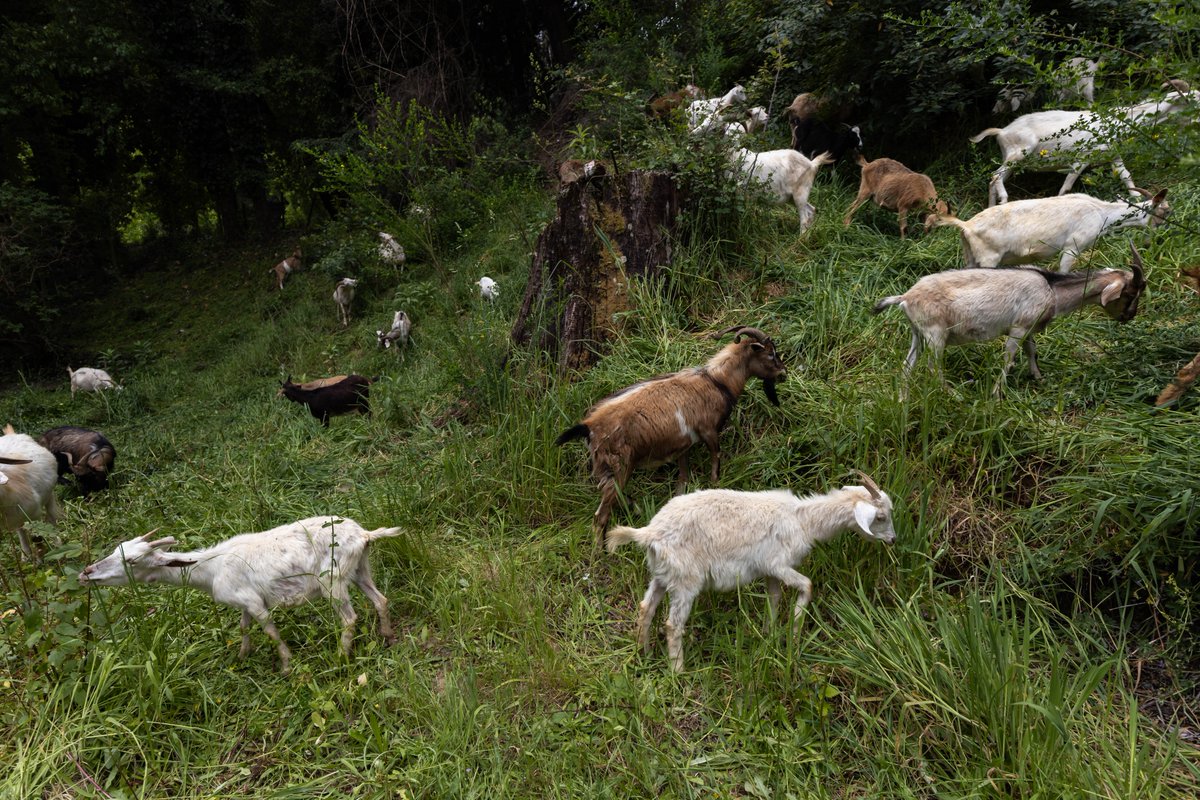 udeconcepcion's tweet image. #MiradaUdeC a la Brigada Caprina, que retoma por segundo año su trabajo de pastoreo estratégico, reduciendo la biomasa en zonas de riesgo de incendio forestal y fortaleciendo la prevención sin afectar el ecosistema