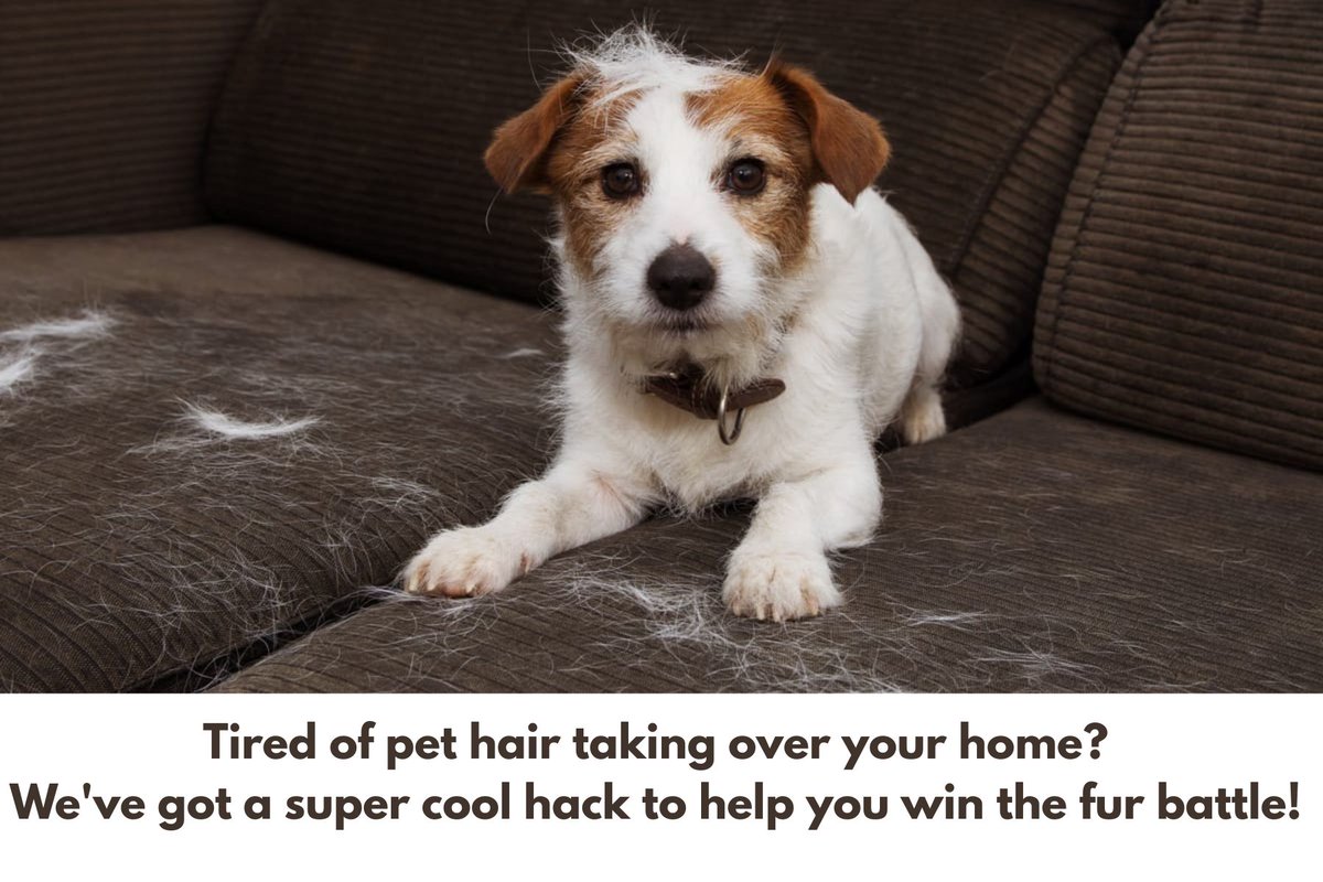 Maid_yourway's tweet photo. Tired of pet hair taking over your home? We've got a super cool hack to help you win the fur battle! Grab a rubber glove or squeegee, dampen it, and run it over upholstery, carpets, or clothing. The pet hair will cling right to it! https://t.co/HF2bv5Z7ez
