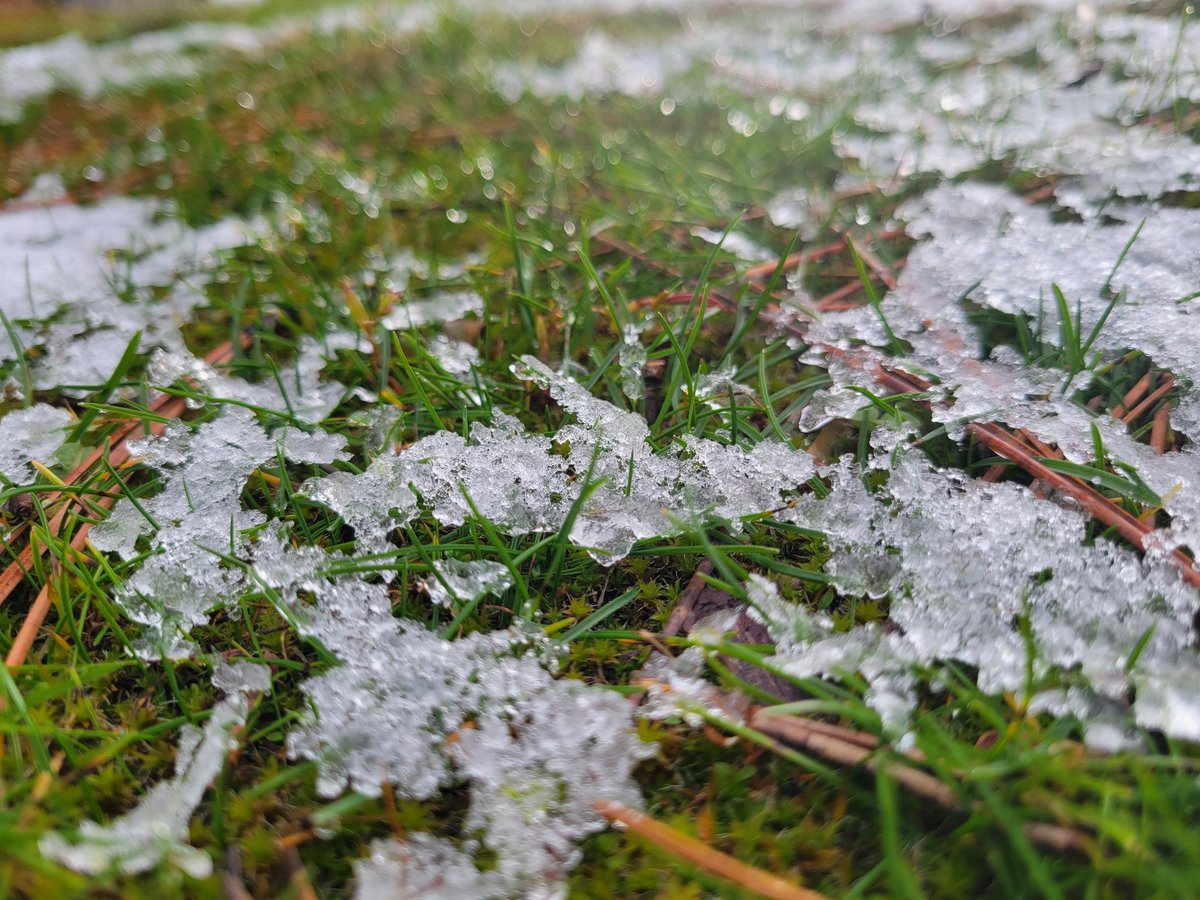 carmenpeone's tweet photo. grass pokes through snowflakes
green, lush, and oh, so feisty
soaking up moisture
2 snowfalls, 2 melts, almost. Next time, I bet the flakes will stick around longer. What say you?
#haiku #snow #grass #almostwinter https://t.co/CkoosqWpcZ