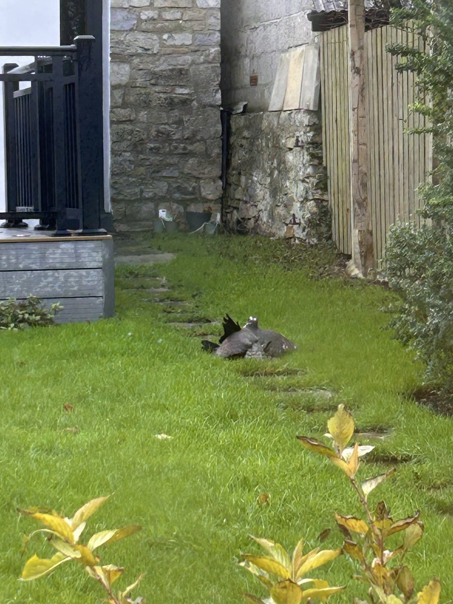 Paul Garvey. tweet media