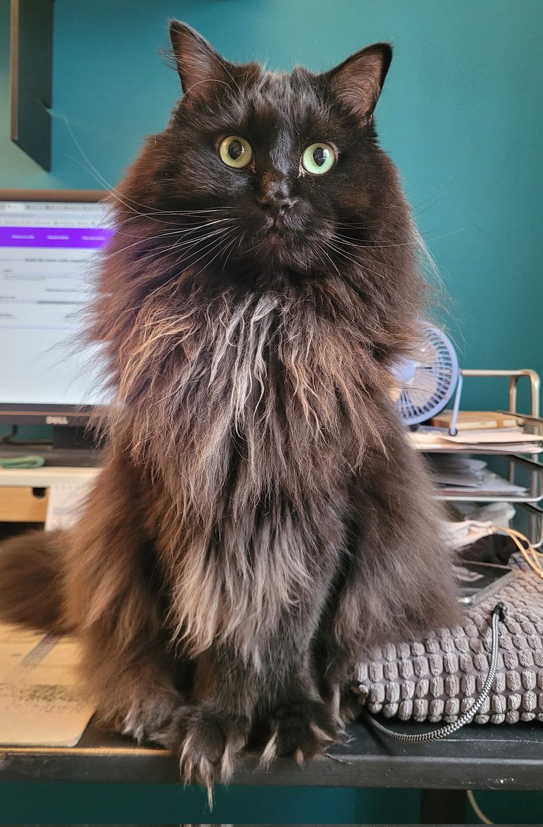 C'est notre grand retour pour le #felinfriday avec une photo du gros soutine au letravail de la maine... <a href="/JamaisMaurice/">Jamais sans Maurice</a>