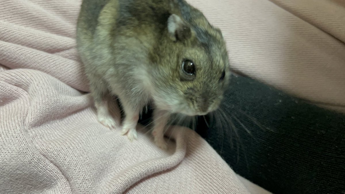 まあ我が家には美脚ハムスターもおりますからね