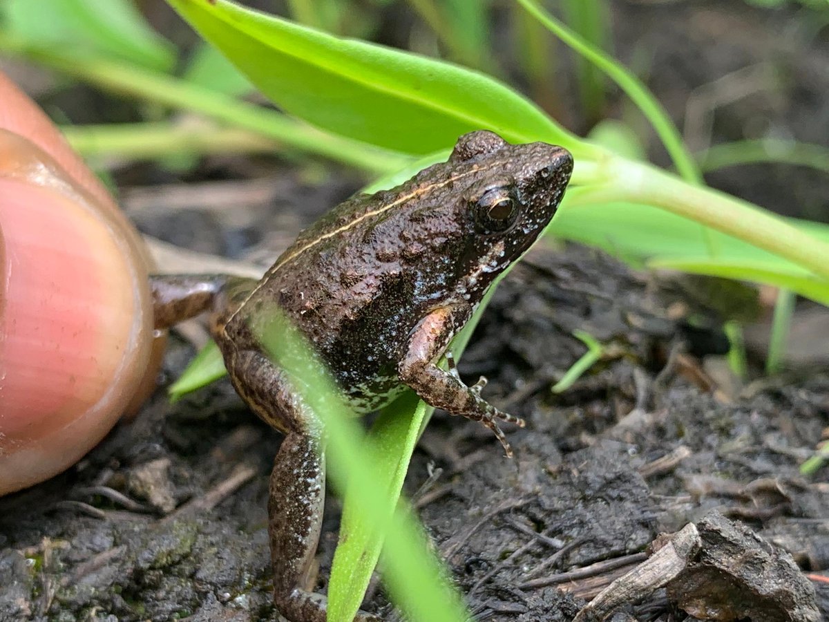 Center of Excellence in Biodiversity & NRM tweet media