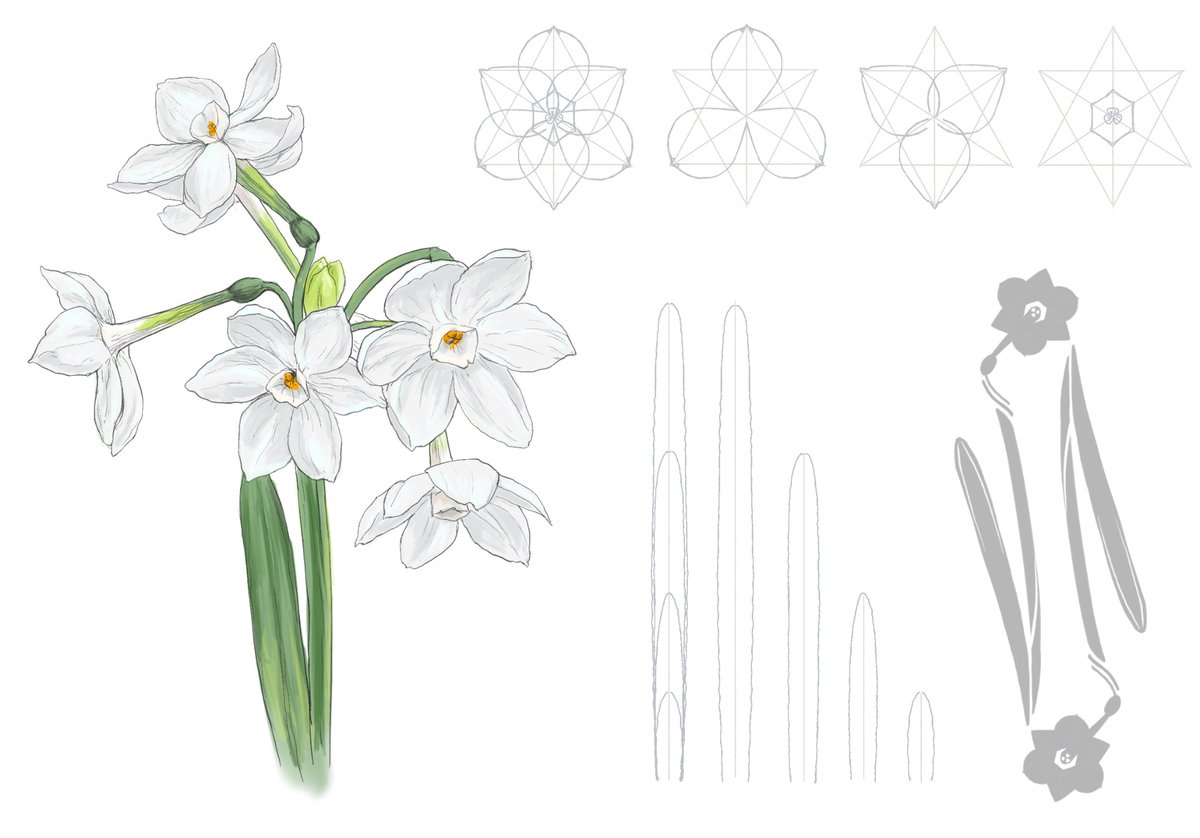 paper- white narcissus