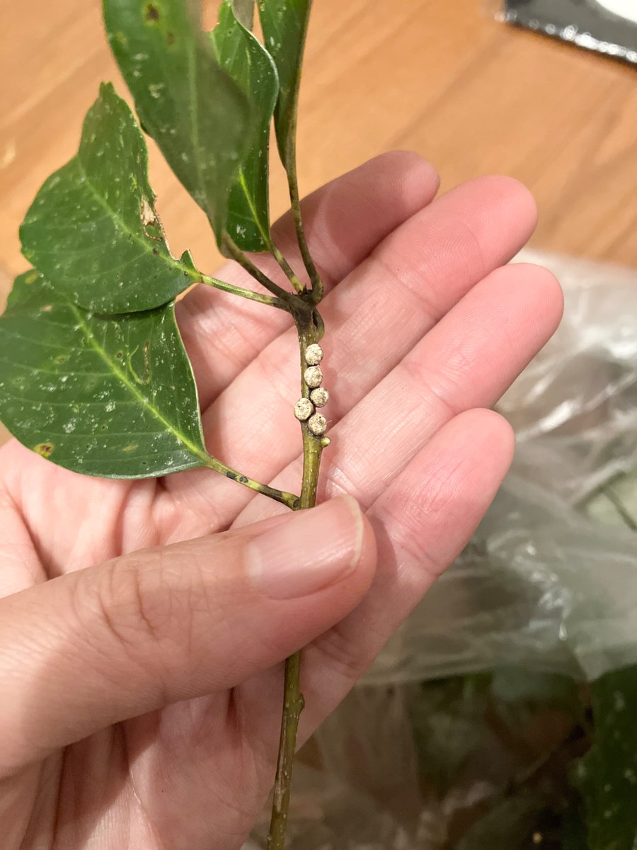 地衣類の標本つくろうと採ってきたアラカシの枝に並んでいた、なんか大きな粒

何かの蛹かダニかな？と思ったら、ヤママユの卵みたい。
本当に…？こんな大きな卵なの？！😳