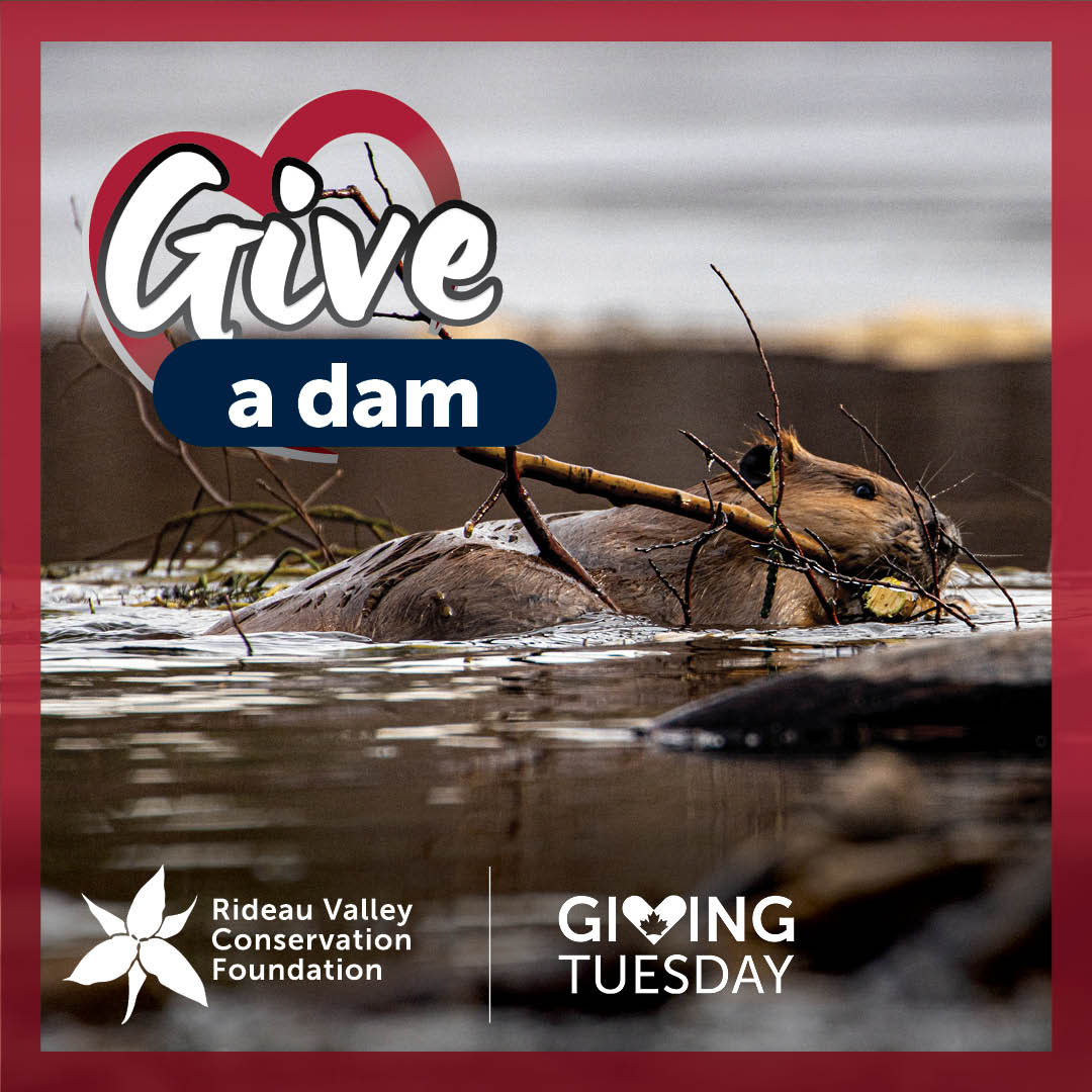RVCFoundation's tweet image. Yesterday was #WildlifeConservationDay! So many of our programs support wildlife, whether we're protecting #habitat through land conservation, supporting shoreline restoration or securing grants for special projects. Learn more about our work: rvcf.ca