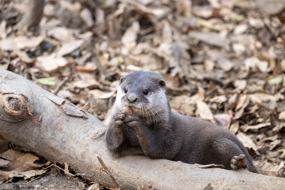 どんぐりころころカワウソさん。 かわいい。 #埼玉県こども動物自然