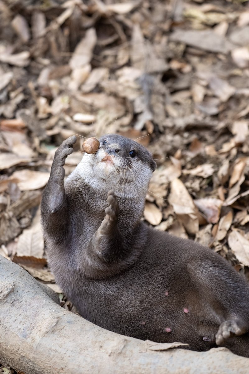 どんぐりころころカワウソさん。 かわいい。 #埼玉県こども動物自然