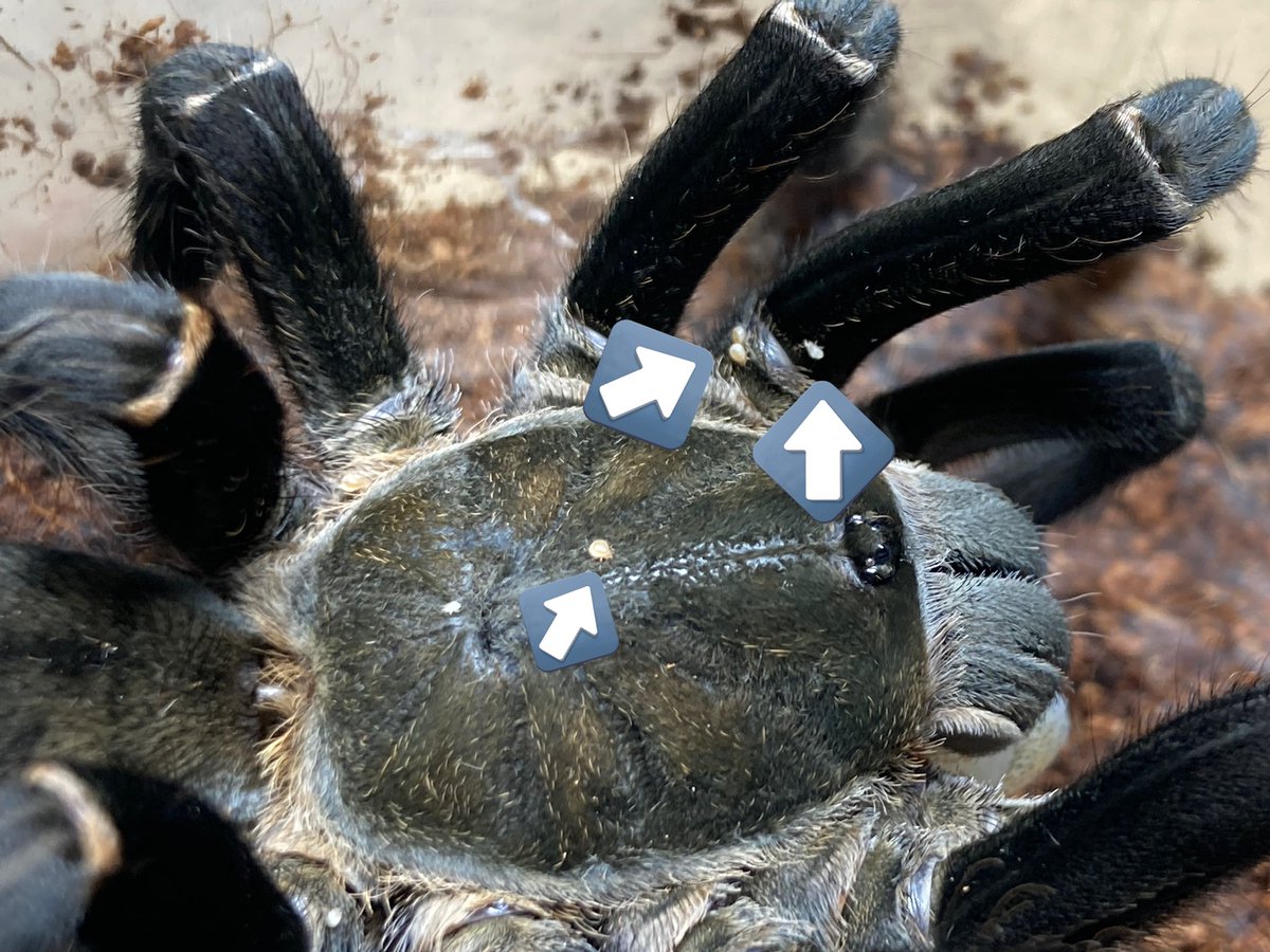 さっちゃん🐛🦂🕷 (@BugsLife3939) / Posts / X