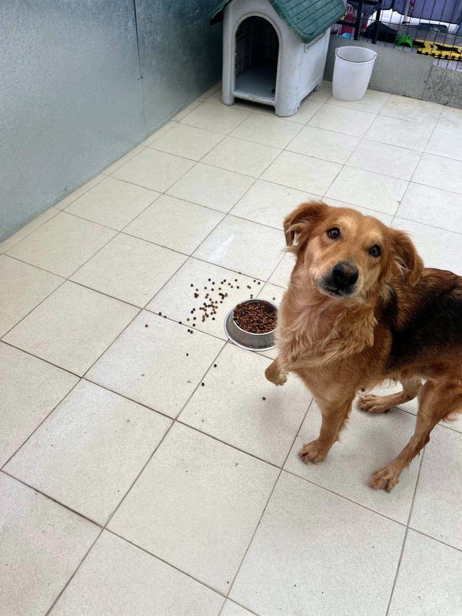 Tal vez No tenga Ninguna oportunidad, Tal vez Jamás Nadie desee brindarle un espacio en su hogar ,Más yo no cejare en mi empeño de Impulsar su Adopción Responsable o Resguardo ya que sigue en pensión y su cuenta cada vez crece más y más😢 CDMX 
Todos los días pido 1 🏡para ella🙏