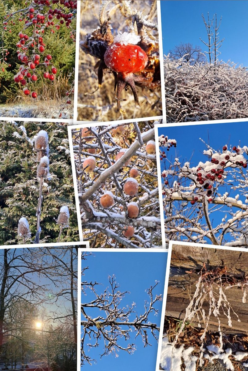 towe🌲🦌❄️ tweet media