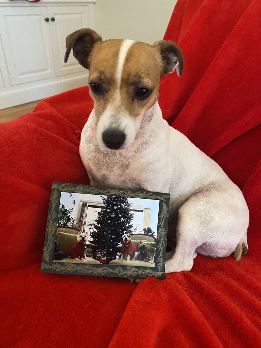 #ChristmasCard #Christmas #PupMail 📬💌 #dogsofX #zshq #dogsoftwitter #dogs #BabyBea 💒⛄️🎄❤️💚📬
Lookie my pals Jimmy &amp; Dodger <a href="/Dog333/">Dog333 🐾🐾🐾 (Jimmy, Dodger and Mom)</a> all dressed up for Xmas! Thank you &amp; we LOVE you! 📬💌💚🎄⛄️💒