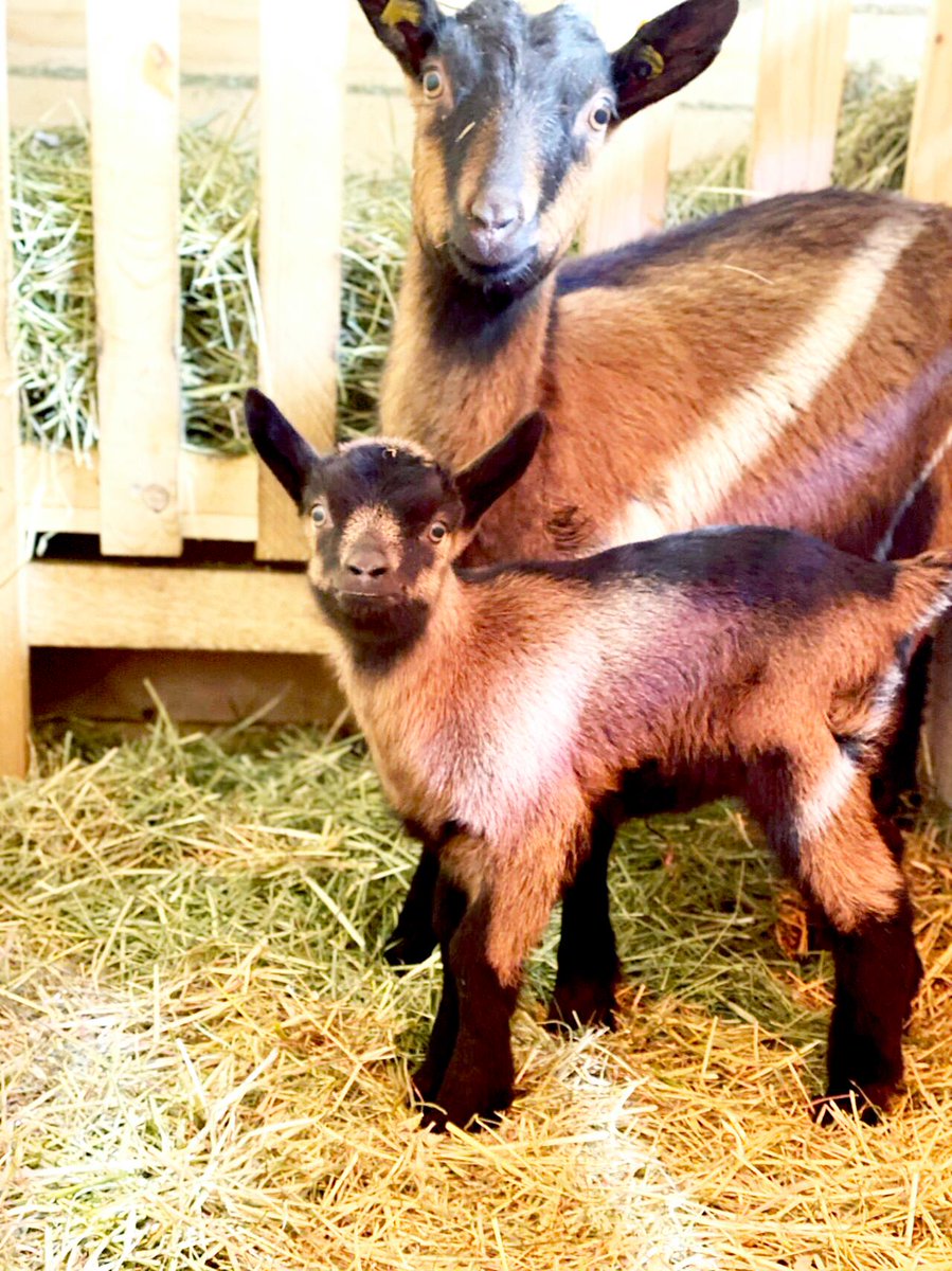 WENZEL America tweet media