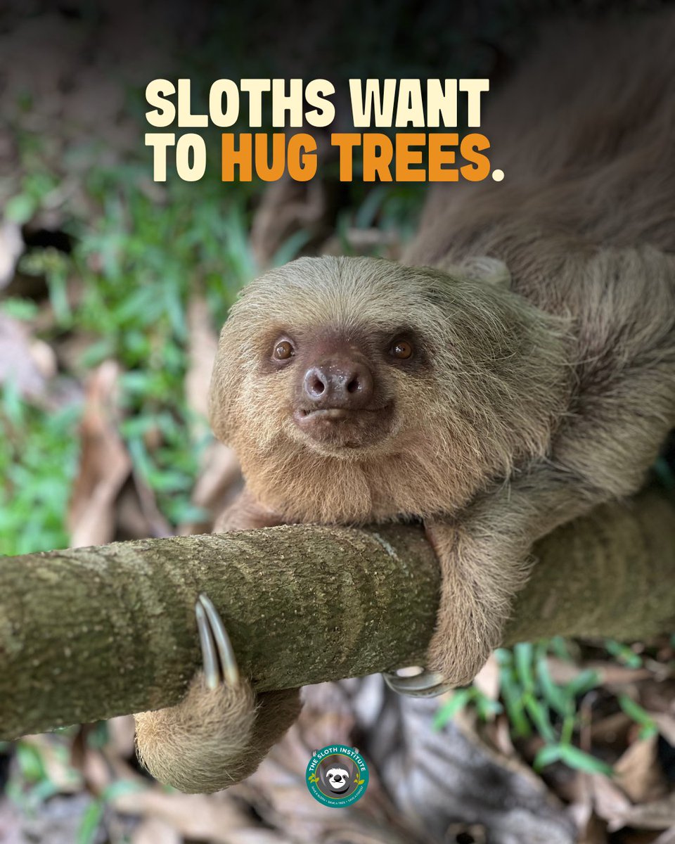 Sloths don't want to hug you. Sloths want to hug trees! 

Read more here:  
theslothinstitute.org/2025/11/22/a-g…