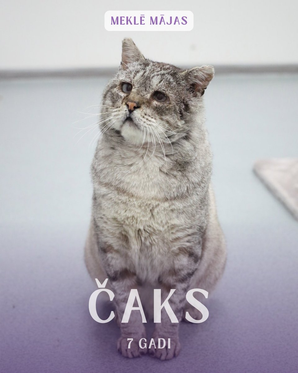 Draugi! Vai atceraties Čaku? Paskatieties, par kādu skaistuli viņš ir kļuvis! Viņš meklē mājas!🥹

Ja apsverat iespēju sniegt mājas Čakam vai kādam citam kaķim, aicinām apmeklēt patversmi. Jūs varēsiet iepazīties ar dzīvniekiem, sajust viņu enerģiju un saprast, kurš būs īstais