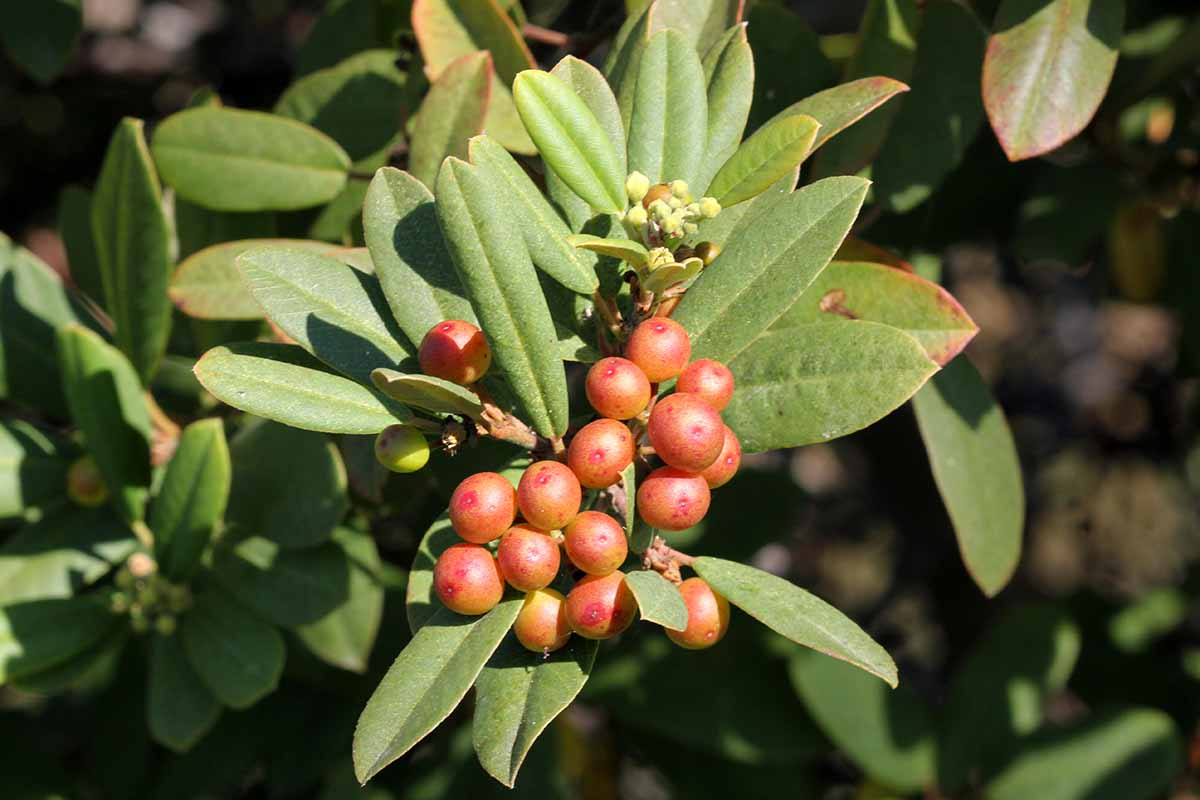 Gardeners_Path_'s tweet image. How to Grow California Coffeeberry - Bring the birds to your yard with drought-tolerant and fire-resistant California coffeeberry! Learn more about this native plant now on Gardener's Path. #gardening #nativeplants gardenerspath.com/plants/ornamen…