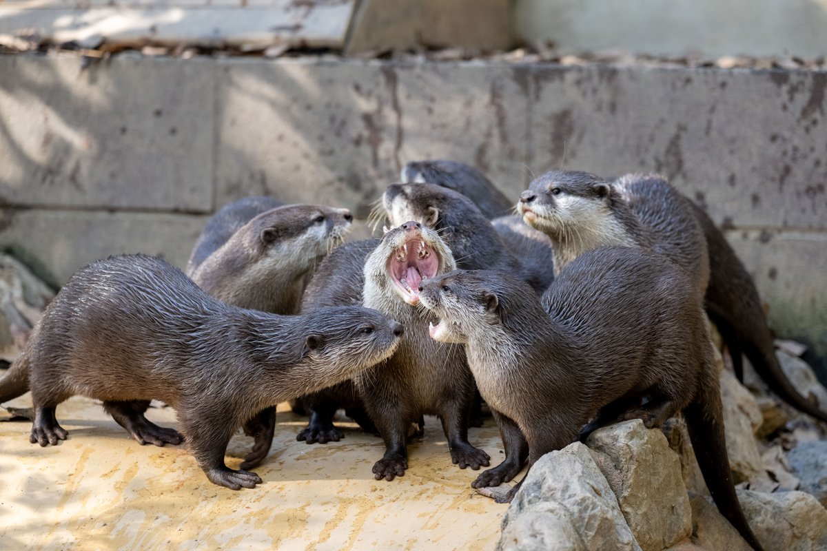 上総介⭐ SCZ男子チーム7人衆のわちゃわちゃ感！ #埼玉県こども動物自然公園