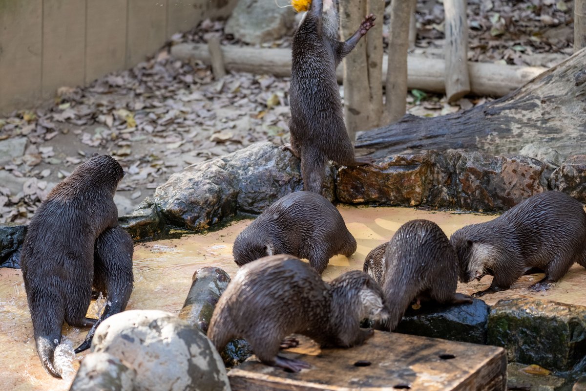 SCZ男子チーム7人衆のわちゃわちゃ感！ #埼玉県こども動物自然公園