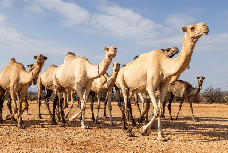 Mursal M Khaliif 🇸🇴 tweet media