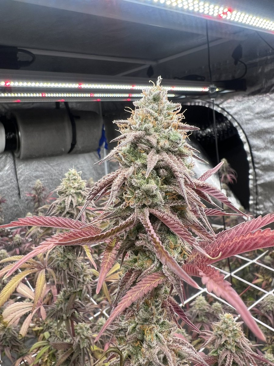 GrowJunky's tweet photo. She’s big and beautiful and chopping day is around the corner…🫶🏻🍃

#cannabisculture #cannabisgrowers #CannabisCommunity #cannabisgrow #cannabis #cannabiscultivation https://t.co/qMgbT8Jouu