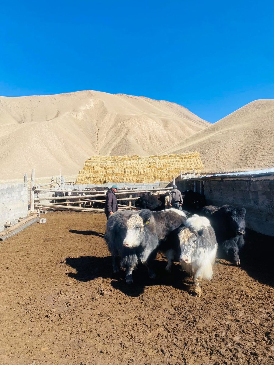 7-декабрга шаарга топоз эти келет.
Баасы үйгө жеткирип берүү менен 700 сом.
Минималдуу буйрутма 10 кг.

Вотсап: 0703972587