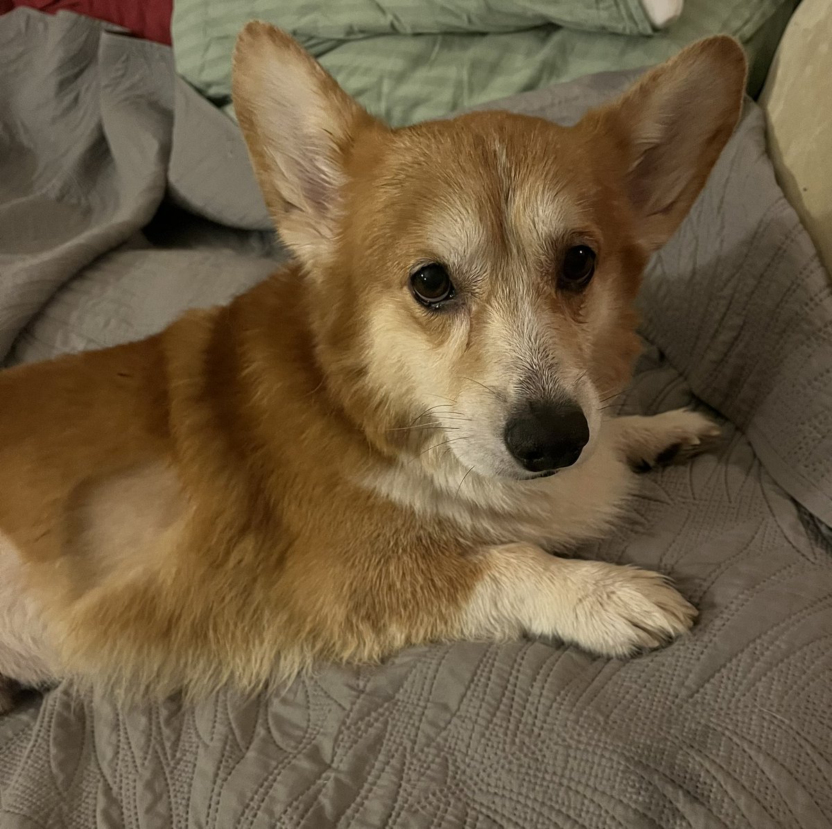 Крису нужна лучевая терапия, иначе будет рецидив онкологии! 💔Уже ампутирована нога, но это не финал 💔от твиттера нет поступоений, только лайки и репосты. Помогла одна Саша ❤️‍🩹 Нужно собрать 100 000 р.
5536914035056096 Т банк