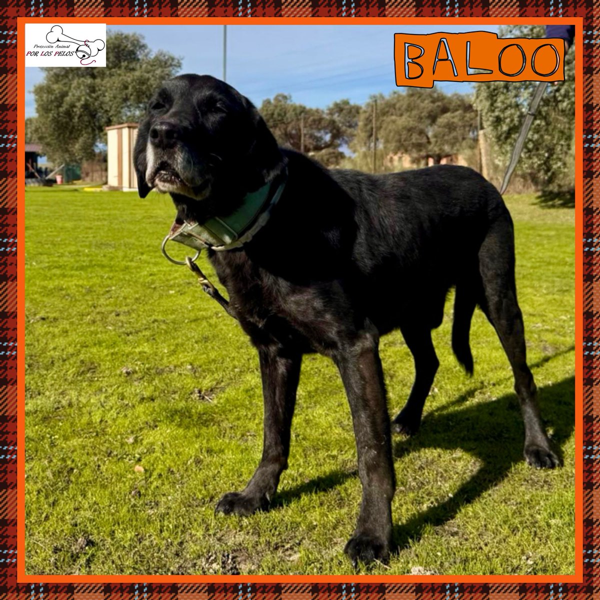 PerreraToledo's tweet image. 🐶BALOO🐶 precioso #labrador 9añitos busca #acogida #adopcion URGENTE. Abandonado por su propia familia cuando se cansaron de él. Un perro de casa, no entiende nada y necesita otra oportunidad. Le encanta jugar y es muy sociable👉buff.ly/4ht4Txr