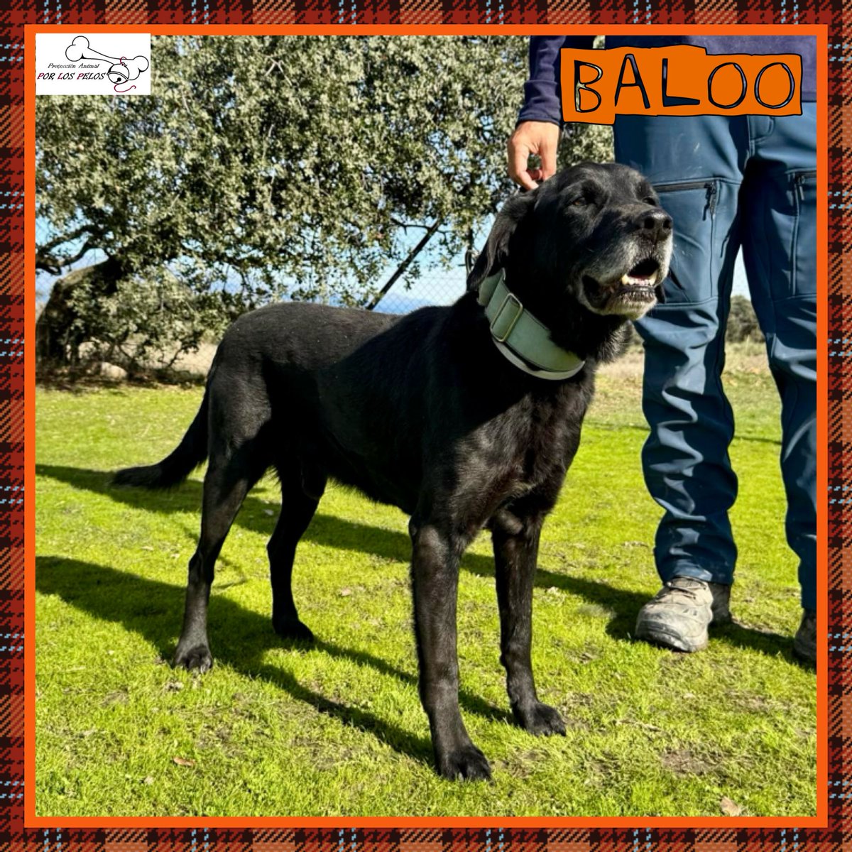 PerreraToledo's tweet image. 🐶BALOO🐶 precioso #labrador 9añitos busca #acogida #adopcion URGENTE. Abandonado por su propia familia cuando se cansaron de él. Un perro de casa, no entiende nada y necesita otra oportunidad. Le encanta jugar y es muy sociable👉buff.ly/4ht4Txr