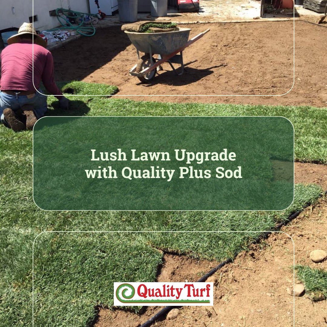 Our quality grass now features a powerful hybrid seed mix. Dwarf Fescue + Kentucky Bluegrass is designed to bring you rich color, soft texture, and resilience in one gorgeous package.

Explore our offerings in detail. 🔗qturf.com 

#QualityTurf