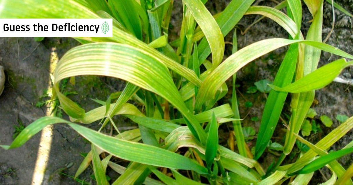 Can you figure out what nutrient is causing these issues? Take a guess! 🌱

Wheat is more susceptible than other crops to this deficiency, which shows up as chlorotic spots and streaks which turn gray and brown.

Any guesses? Drop them in the comments! 👇

#NutrientDeficiency