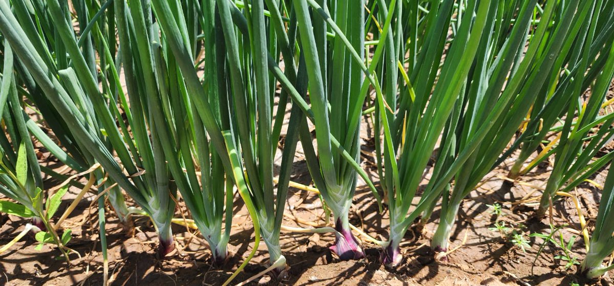 Umbali kati ya Mche na Mche uwe 8cm -10cm

Hapa ipe mimea huduma inayostahili 

I recommend Mang'ola  style though ✍️

#harakatizakilimo