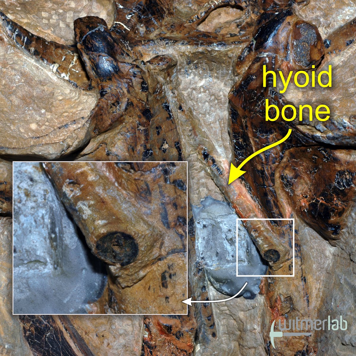 WitmerLab's tweet image. #FossilFriday The awesome new article in @ScienceMagazine adds more evidence for the validity of Nanotyrannus by showing that the hyoid bone in the holotype (CMNH 7541) has adult bone histology. Here are some images showing the ceratobranchial bone in place in the skull. 🦖