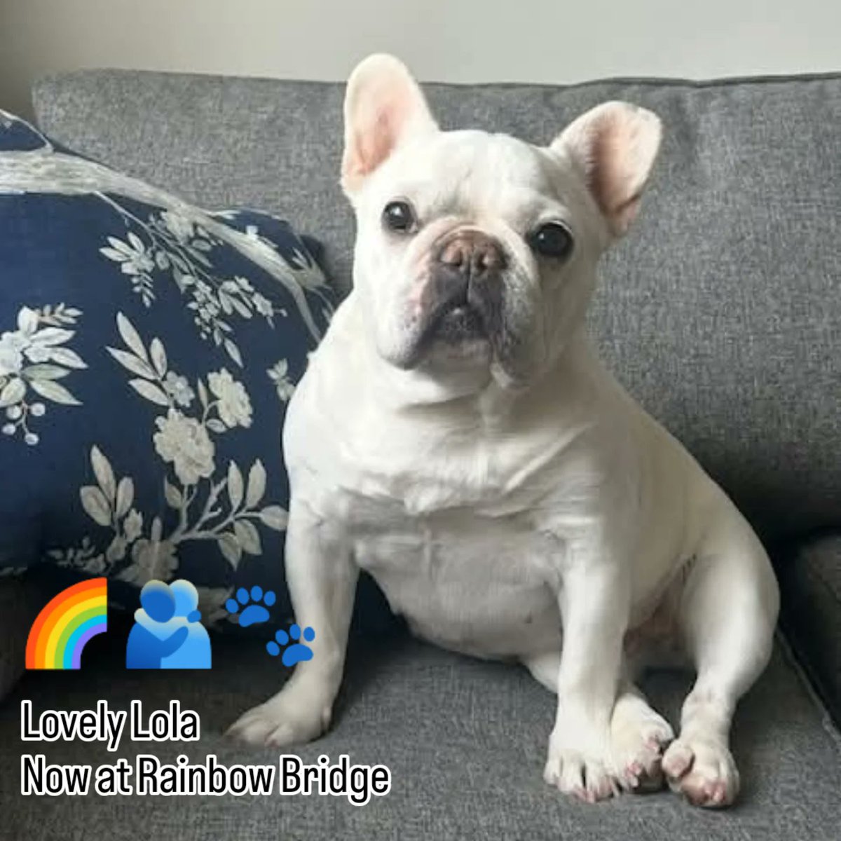 DogCastRadio's tweet photo. Christmas can be a tough time for those who have lost loved ones – &amp; that includes #pets 

One Telford pet shop has come up with a way to memorialise beloved pets no longer with us, and include them in the festivities

#dog #cat

https://t.co/JhimL5sh5p

@HilbraesDogs
@dobbies https://t.co/yxEvAeXGiu