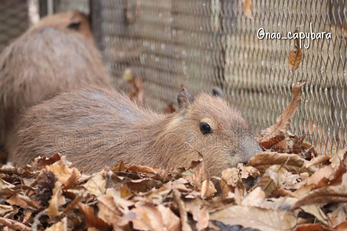 けろけろ (@capyanimal) / Posts / X