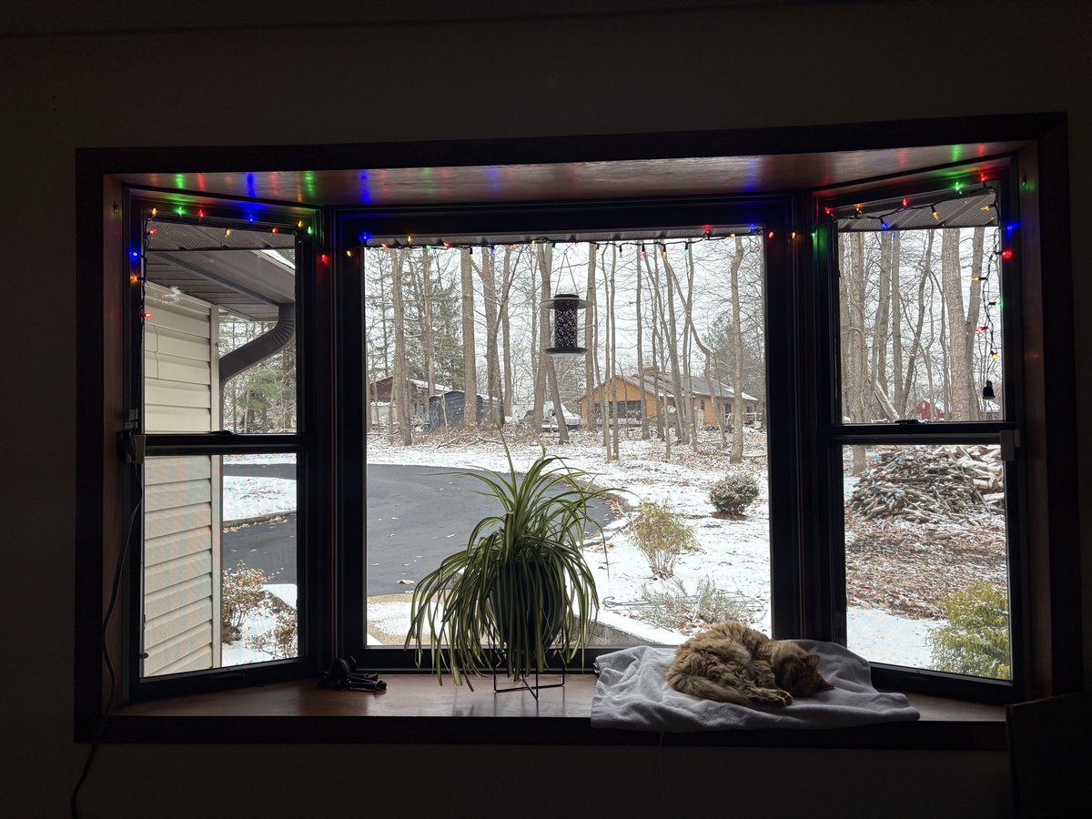 Missy enjoying the heating pad.
