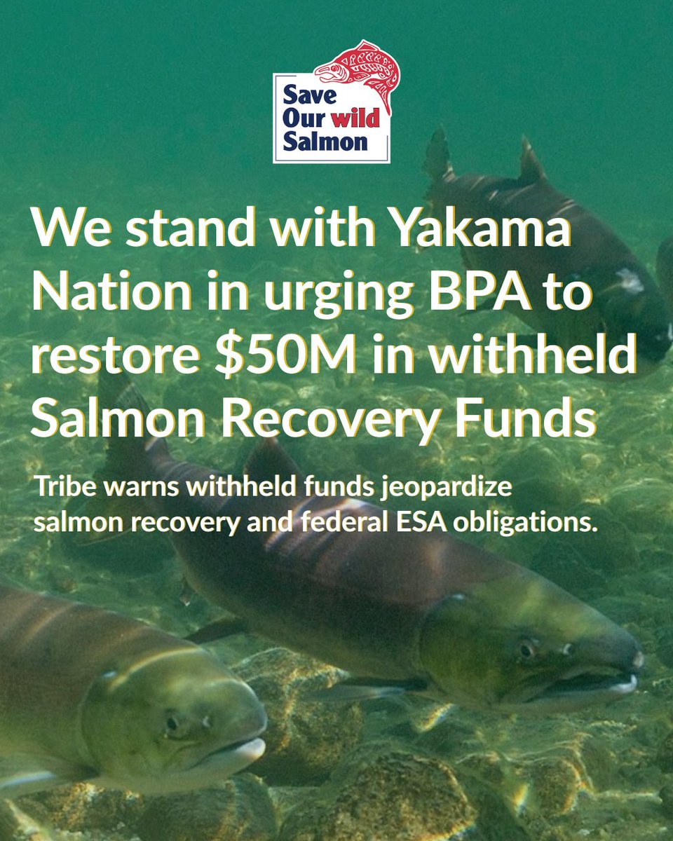 We are deeply concerned by <a href="/bonnevillepower/">Bonneville Power</a>'s recent decision to terminate Yakama Nation's Columbia Basin Fish Accords and withhold more than $50M, funding that has already been secured by BPA and designated for fish and wildlife program commitments: wildsalmon.org/news-and-media…