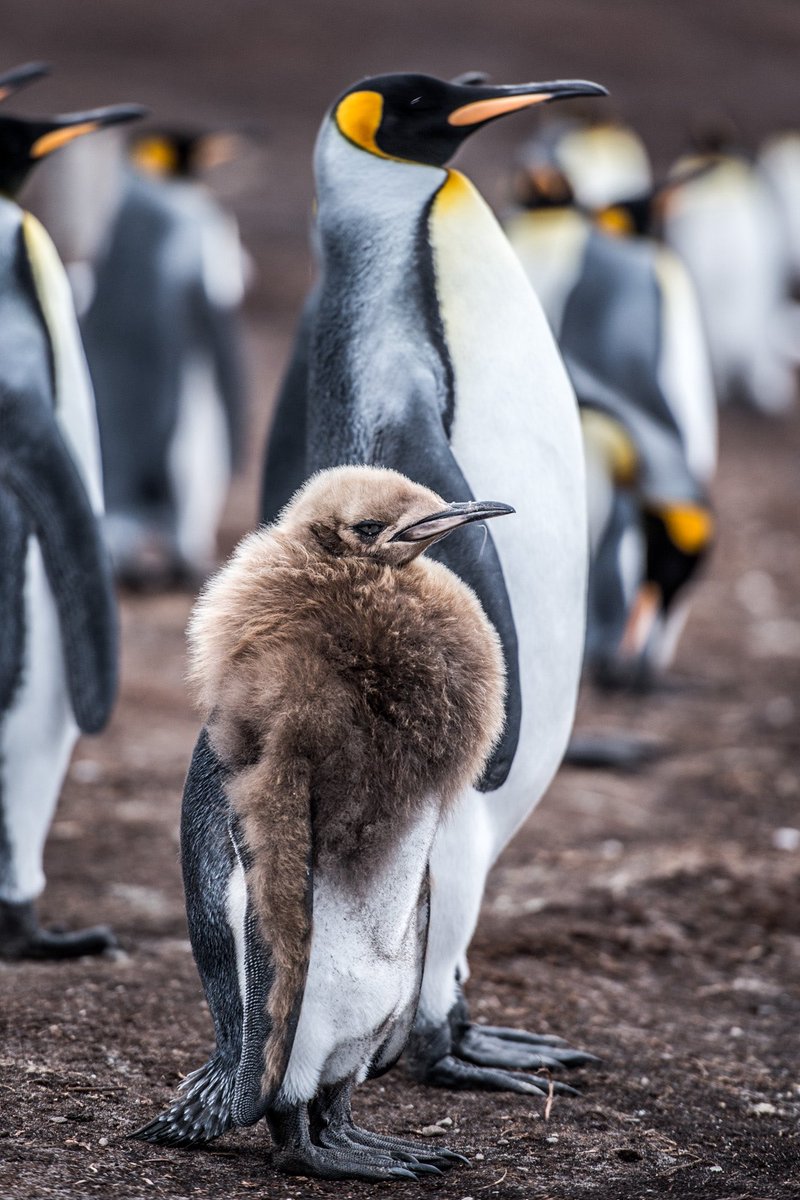 フォークランド諸島のキングペンギン🐧
ペンギン写真集「#今日もペンギン 」より   
#ペンギン