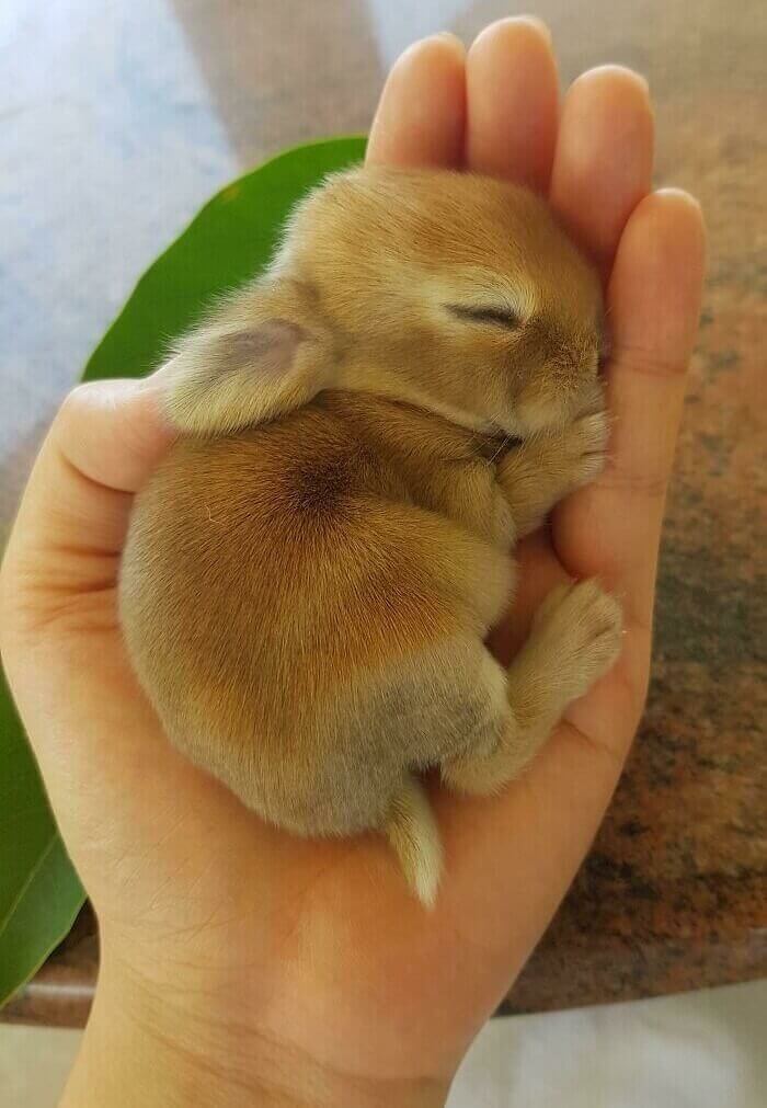 You've done a lot this week. Please accept this picture of a sleeping baby bunny.