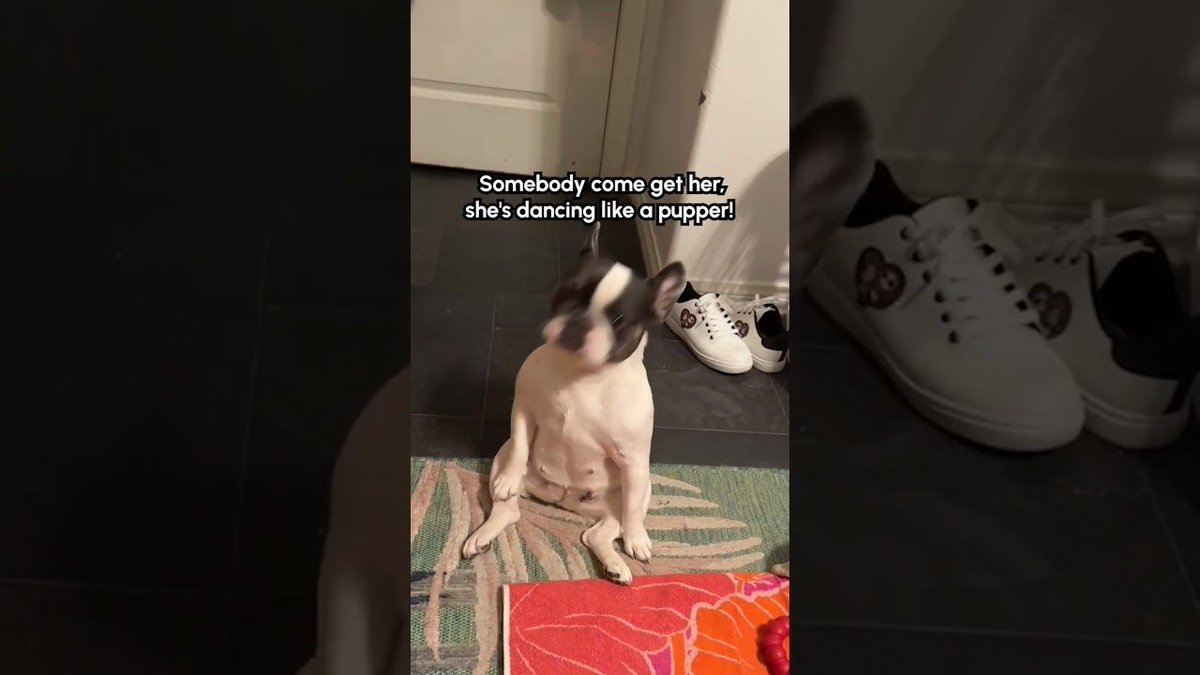 theBWV's tweet photo. 🐾 She was ON BEAT too! 🤣🎶🐕 Dog FunnyDog Dancing: (Via - Heather W.) ✨💕🐶Subscribe to The Scoop for our most entertaining pet videos, helpful pet parenting tips, and exclusive deals… https://t.co/ILu62Q0CGE #DogLovers #PetVideos #FunnyPets #DancingDog #PetParenting https://t.co/DBb4fpSQtL