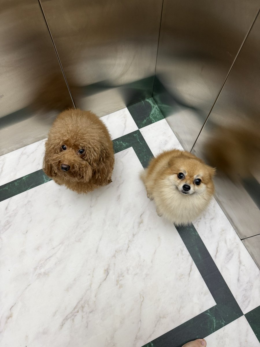 bubblewaffley's tweet photo. told corona to pose, kylie felt jealous then proceed to give a pose aswell https://t.co/PPWPbrfCyo